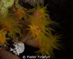 Coral / sea anemone by Pieter Firlefyn 